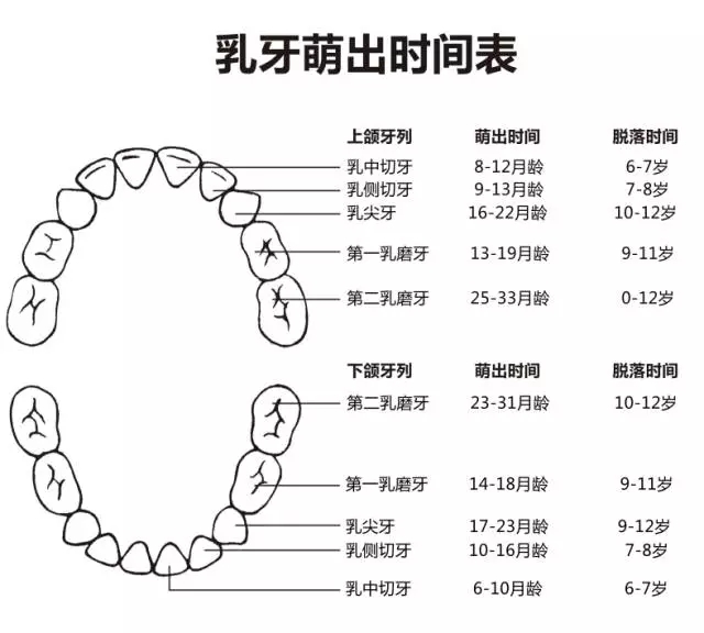 尚佳專業(yè)月嫂丨何時長牙才算正常？